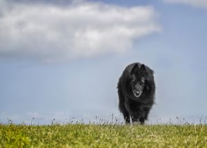 WolfCub Belgian Sheepdog against sky and grass.jpg